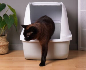 home interior with brown indoor cat stepping out of closed kitty litter box in living room